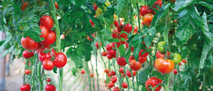 Tomaten